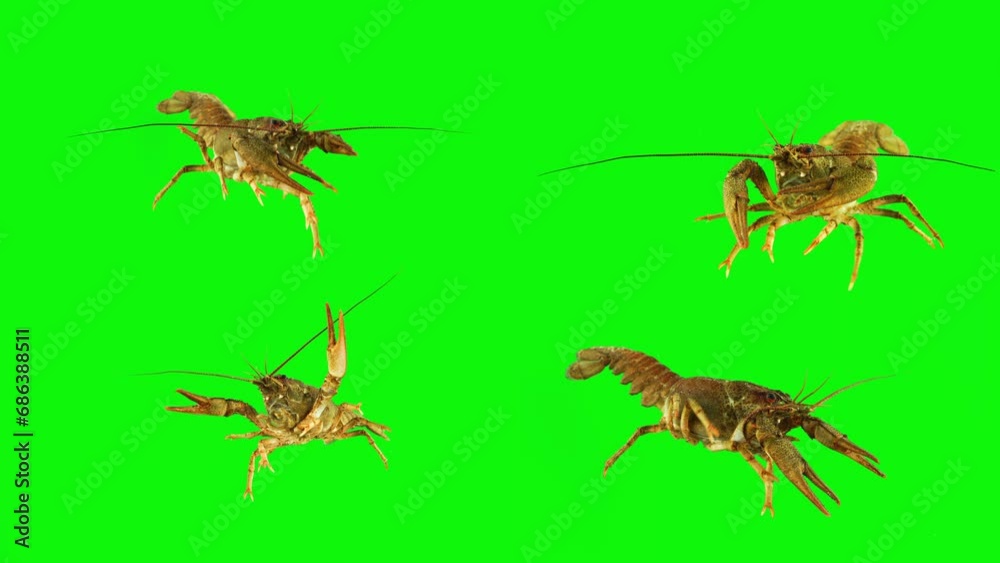 lobster crab on green background isolated set lobster crab on green background isolated set