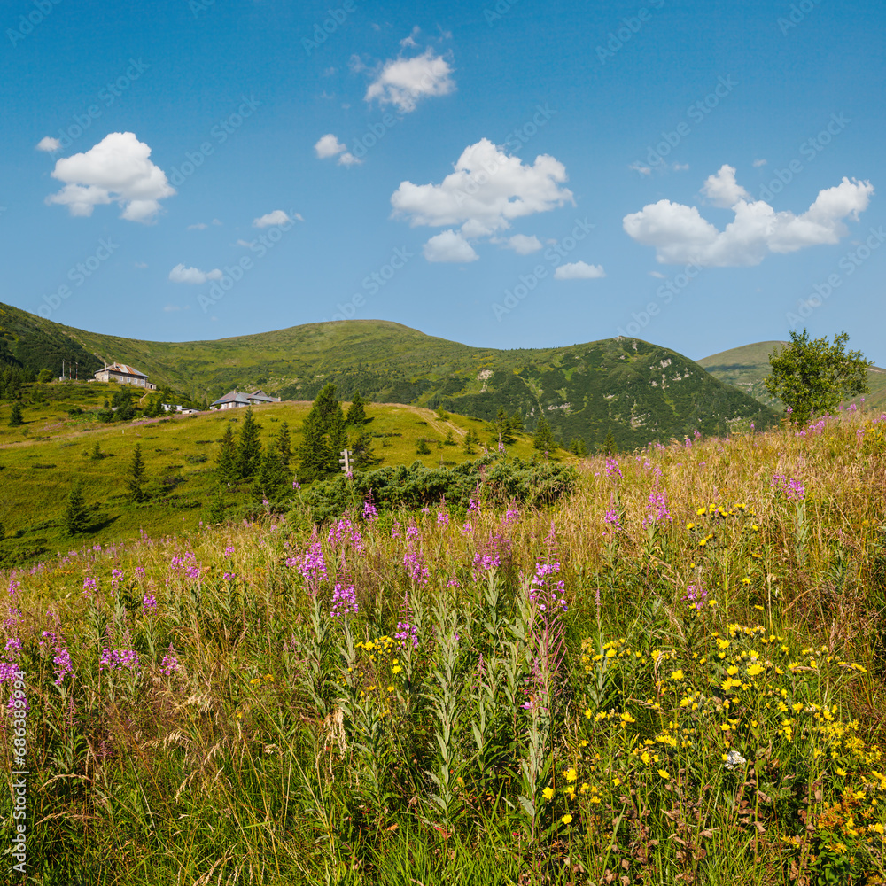 Fototapeta premium Pink blooming Sally and yellow hypericum flowers on summer mountain slope. In far - Pozhyzhevska weather and botanic stations (building was laid in 1901), Chornohora ridge, Carpathian, Ukraine.