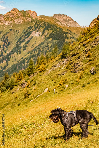 Canis lupus familiaris, dog, at Mount Fulseck, Dorfgastein, St. Johann im Pongau, Salzburg, Austria