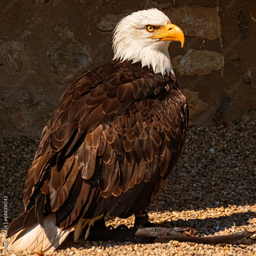 Obraz premium Haliaeetus leucocephalus, bald eagle, standing on the ground on a sunny summer day
