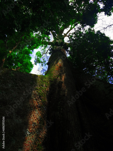 lupuna tree in the amazon