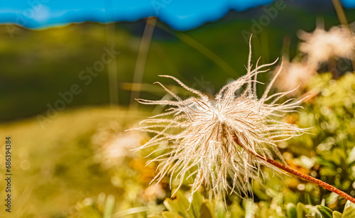 Pulsatilla alpina, alpine pasqueflower, on a sunny day in summer at Schlossalmbahn cable car, Mount Kleine Scharte, Bad Hofgastein, St. Johann im Pongau, Salzburg, Austria photo