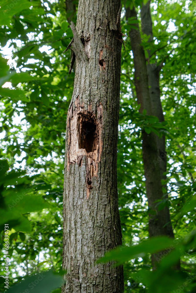 Tree with a large hole in the trunk Tree with a large hole in the trunk