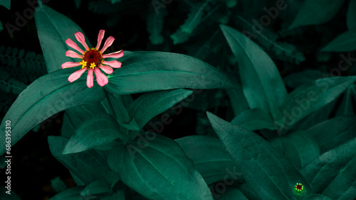Billede på lærred Pink zinnia flower on green blue leaf, nature background, flowers shape, toned process