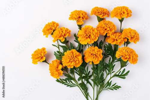 bouquet of orange marigolds aesthetics style white background © Daniel