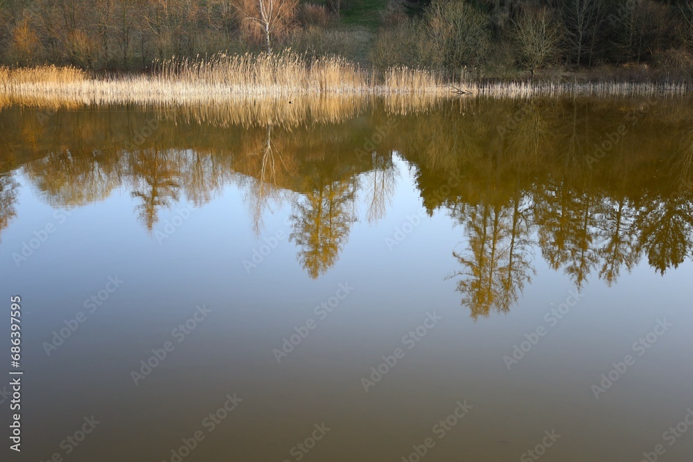 reflection of trees in the water