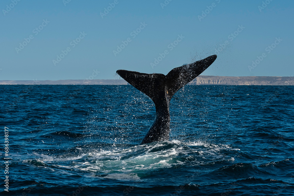 Fototapeta premium Sohutern right whale tail lobtailing, endangered species, Patagonia,Argentina
