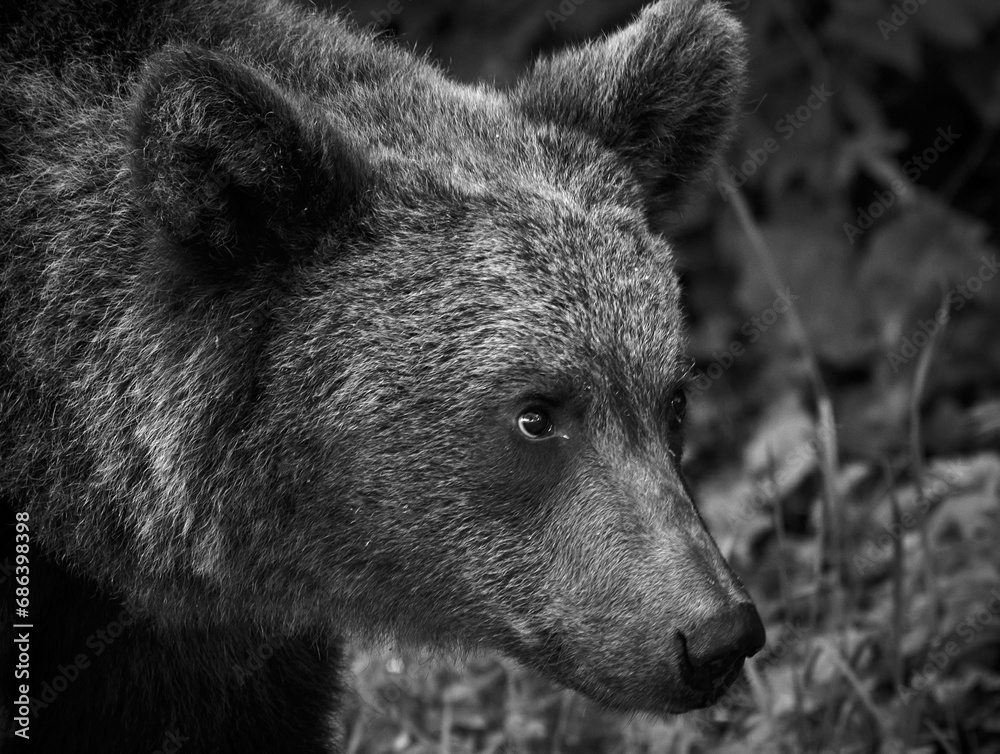 brown bear in Romania looking for food