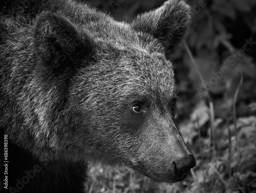 Obraz na płótnie brown bear in Romania looking for food w salonie