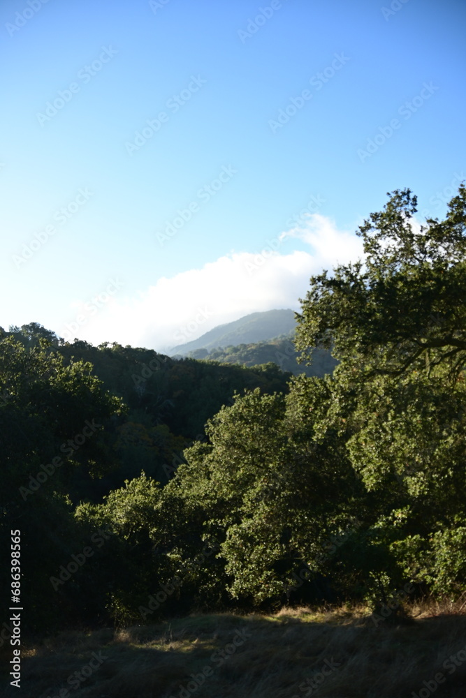 Obraz premium forest in the mountains