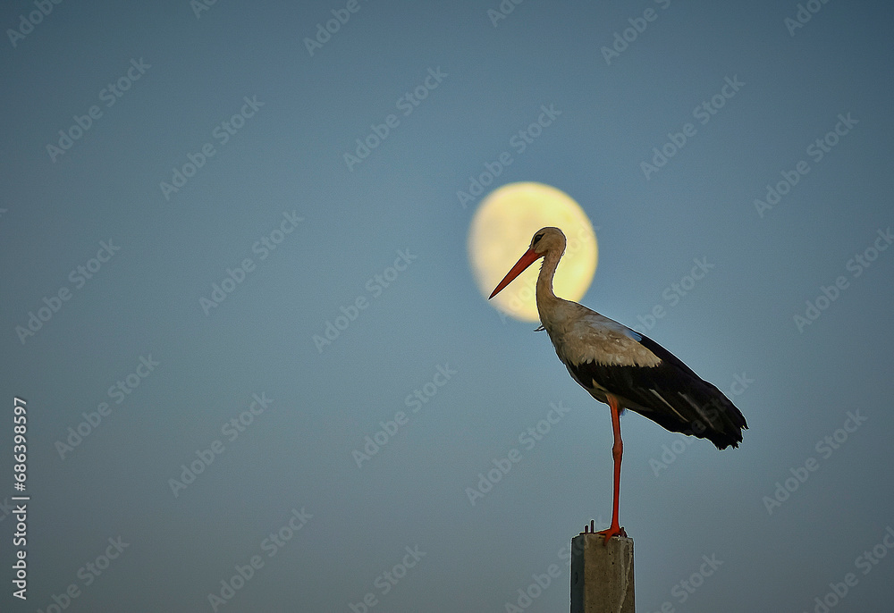 stork standing on a pole at sunset