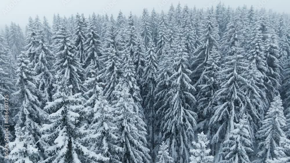 snow covered Spruces forest, aerial establishing shot during snowfall in mountains. fly over the trees snow covered Spruces forest, aerial establishing shot during snowfall in mountains. fly over the trees