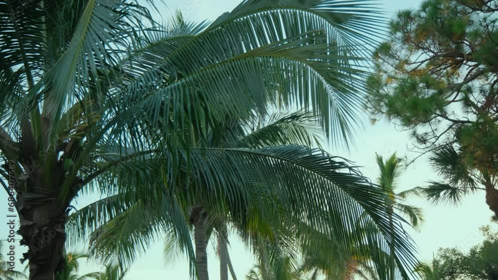 Palm trees at day time and blue sky. Move camera Palm trees at day time and blue sky. Move camera