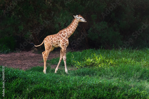 Baby Rothschilds Giraffe (Giraffa camelopardalis rothschildi) photo