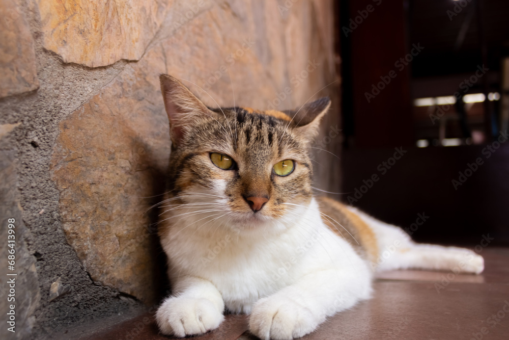 Portrait of a cat lying on the floor in front of a stone wall Portrait of a cat lying on the floor in front of a stone wall
