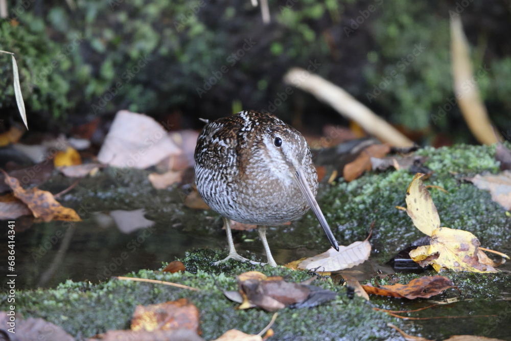 Fototapeta premium The solitary snipe (Gallinago solitaria) is a small stocky wader. It is found in the Palearctic from northeast Iran to Japan and Korea. This photo was taken in Japan.