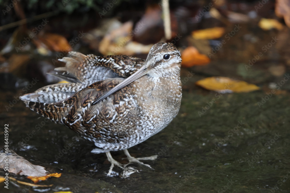The solitary snipe (Gallinago solitaria) is a small stocky wader. It is found in the Palearctic from northeast Iran to Japan and Korea. This photo was taken in Japan. The solitary snipe (Gallinago solitaria) is a small stocky wader. It is found in the Palearctic from northeast Iran to Japan and Korea. This photo was taken in Japan.