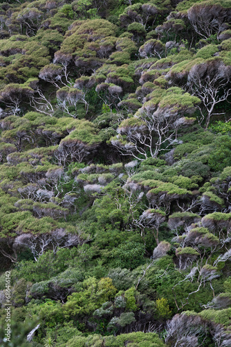 ape Brett hiking trail, Northland, New Zealand