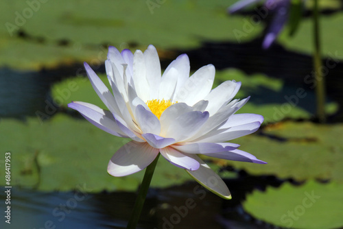 Purple lotus water lily flower in a lake of water