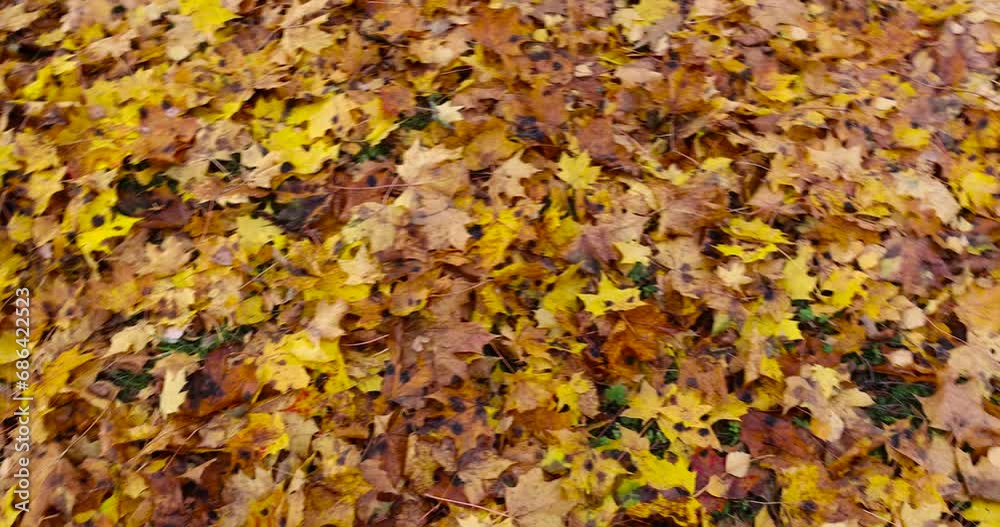 yellow foliage maple trees in autumn, maple in autumn in cloudy weather yellow foliage maple trees in autumn, maple in autumn in cloudy weather