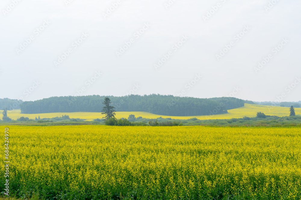 Yellow canola fields reach peak bloom in summer. 
