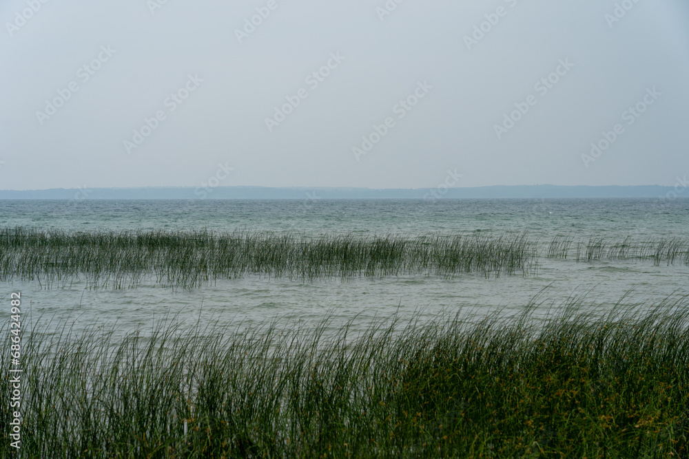 Obraz premium The wetland grasses along the shores in a lake in summer.