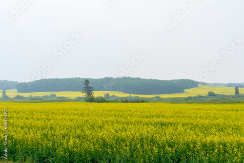 Yellow canola fields reach peak bloom in summer. 