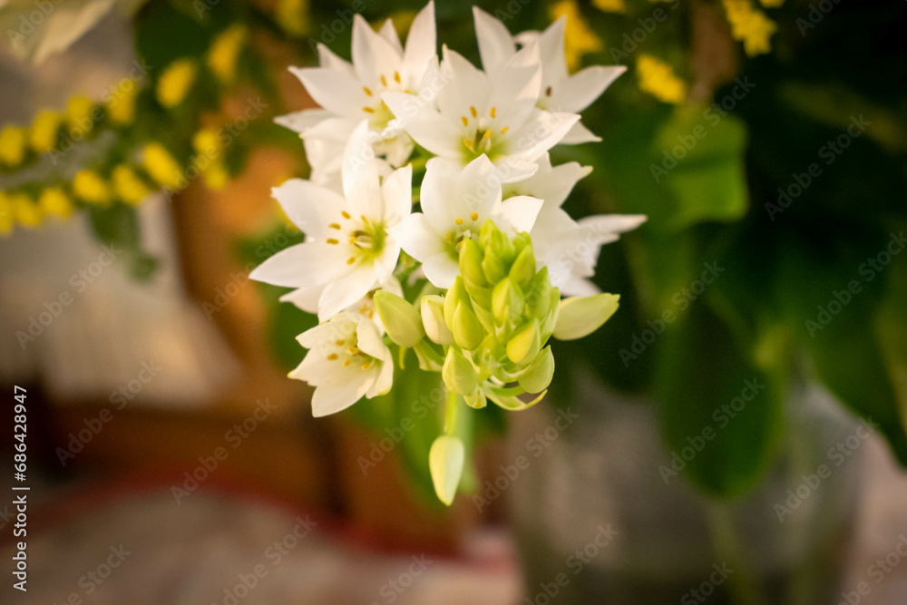 Obraz premium yellow flowers in a garden