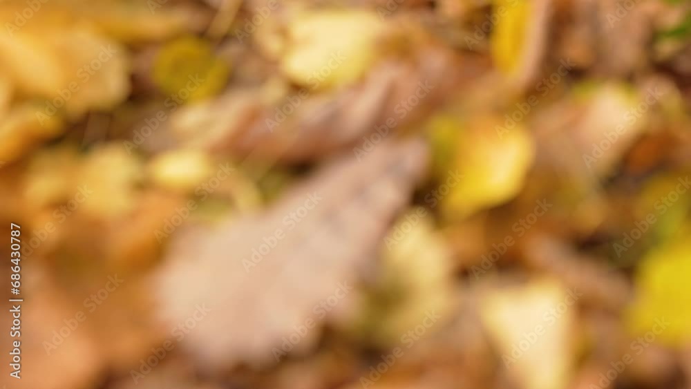 Autumn Leaves On The Ground In Forest - Close Up Autumn Leaves On The Ground In Forest - Close Up