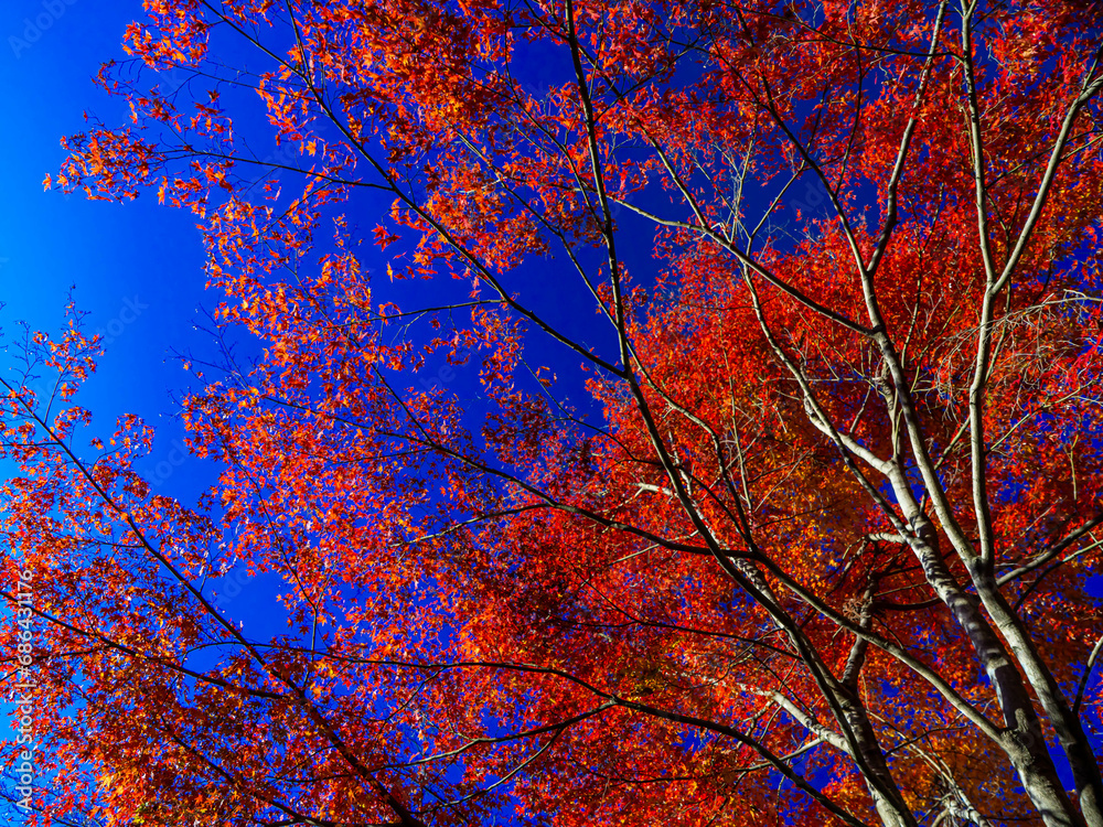 紅葉 風景 紅葉 風景