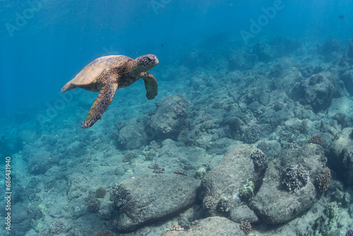 Green sea turtle swimming over rocky reef in clear blue ocean water