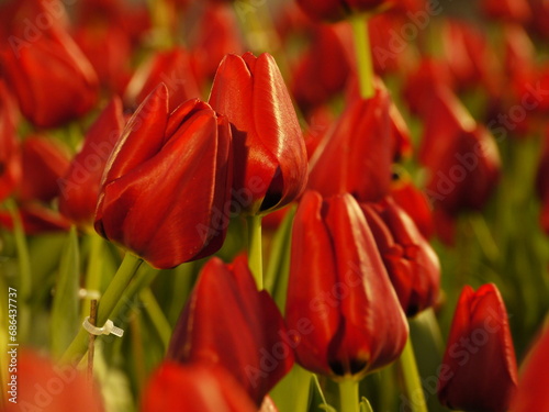 Tulipa hungarica.