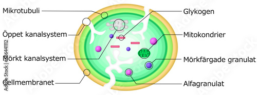 血小板　構造　イラスト　スウェーデン語