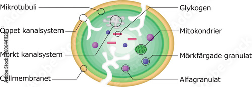 血小板　構造　イラスト　スウェーデン語