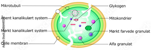 血小板　構造　イラスト　デンマーク語