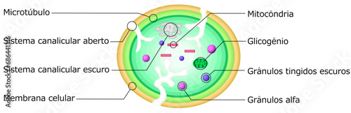 血小板　構造　イラスト　ポルトガル語