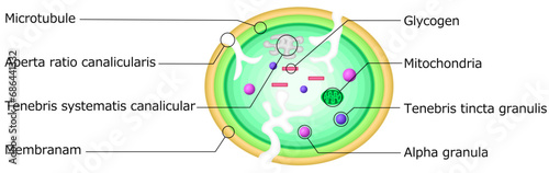 血小板　構造　イラスト　ラテン語
