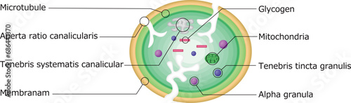 血小板　構造　イラスト　ラテン語