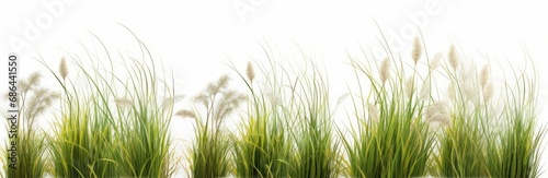 Nature tall meadow grass cut out white backgrounds 3d illustration, Generative AI 
