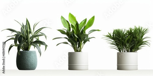 House plants in pot decorative interior cut out backgrounds 3d rendering, Generative AI 