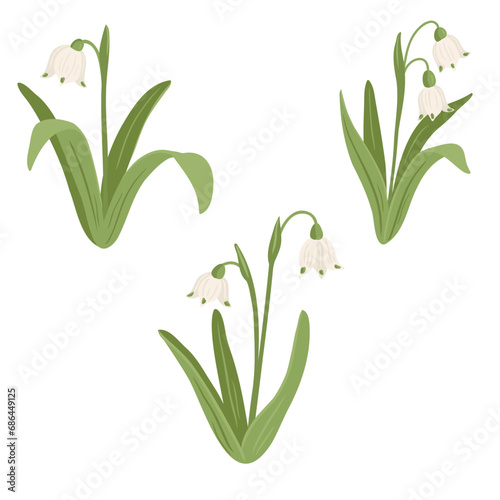 spring snowflake flowers, vector drawing wild plants at white background, floral elements, hand drawn botanical illustration