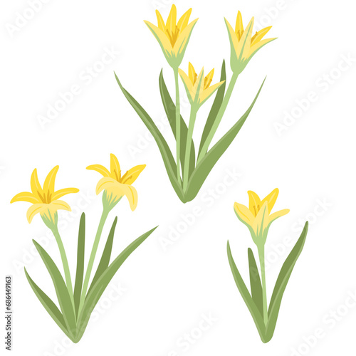 yellow star-of-Bethlehem, gagea, spring flowers, vector drawing wild plants at white background, floral elements, hand drawn botanical illustration