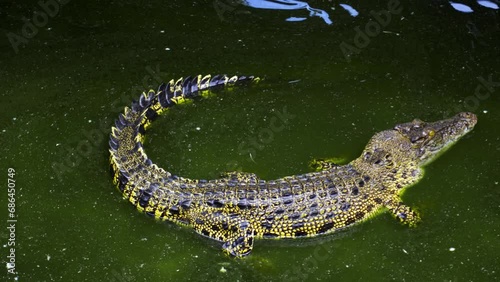 Buaya Muara Saltwater Crocodiles - Barnacles Crocodile Farm Near Balikpapan, Indonesia. High Angle Shot photo