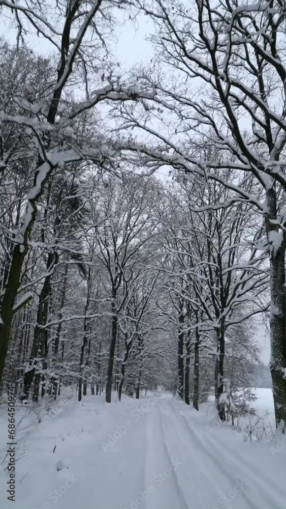 Smooth flight over snowy road in a cold winter forest. Smooth flight over snowy road in a cold winter forest.