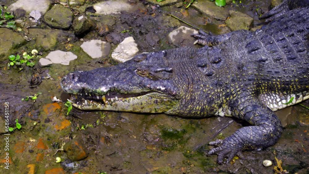 Saltwater Crocodile On The Ground With Eye Blinking. Barnacles Crocodile Farm In Indonesia. closeup shot Saltwater Crocodile On The Ground With Eye Blinking. Barnacles Crocodile Farm In Indonesia. closeup shot