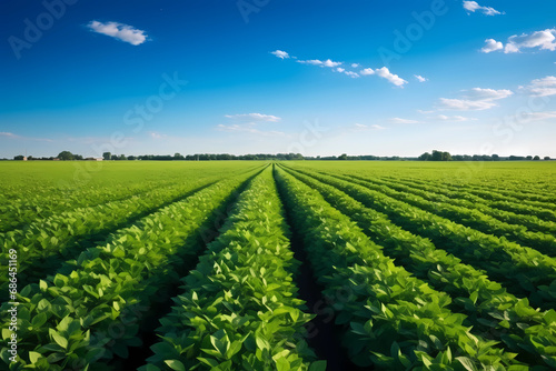 soybean field under clear blue sky