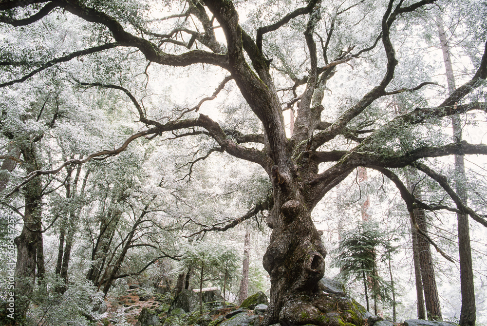 A California blak oak dusted with snow in Camp Four aka Sunnyside Campground in Yosemite National Park, California A California blak oak dusted with snow in Camp Four aka Sunnyside Campground in Yosemite National Park, California