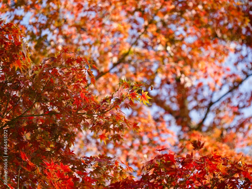 紅く色づいた葉、見上げたカエデの枝