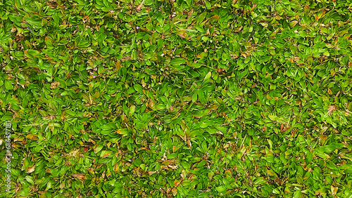 grren grass as ground cover. natural background for design. 