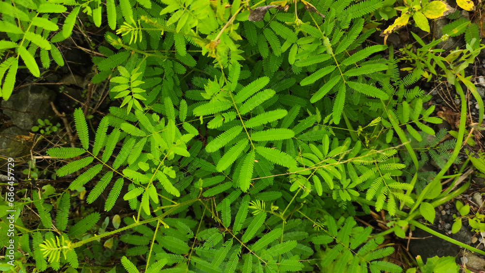 leaves of Mimosa pudica plant, also known as touch-me-not plant or shame plant. it is known for its unique habit to close its leaf when touched. Mimosa pudica can easily found as wild weeds. leaves of Mimosa pudica plant, also known as touch-me-not plant or shame plant. it is known for its unique habit to close its leaf when touched. Mimosa pudica can easily found as wild weeds.